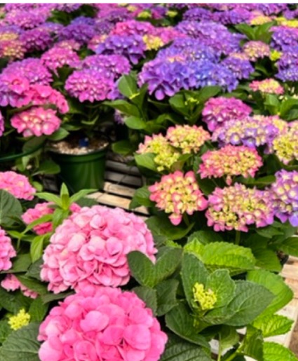 Hydrangea Plant  