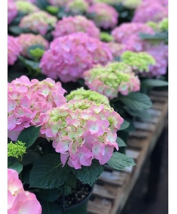 Hydrangea Plant  in Warner Robins, GA | SHARRON'S FLOWER HOUSE