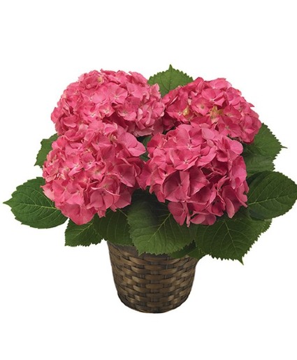 Beautiful Hydrangea Plant in basket MOTHER'S DAY GIFT