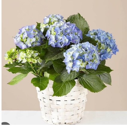 Hydrangea Plant in Basket 