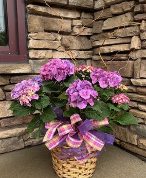 Hydrangea Plant in Basket Plant