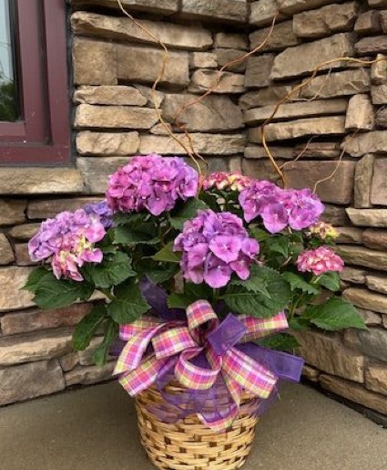 Hydrangea Plant in Basket Plant