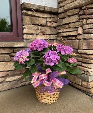 Hydrangea Plant in Basket Plant