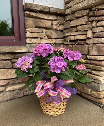 Hydrangea Plant in Basket Plant