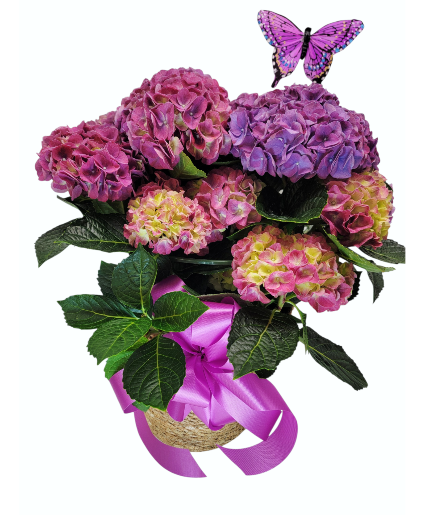 Hydrangea Plant In Seagrass Basket 