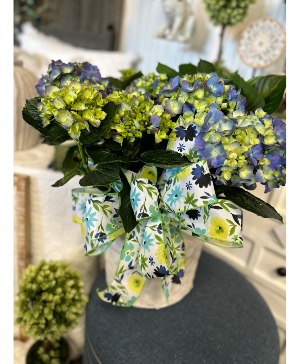 Hydrangea Plant Plant