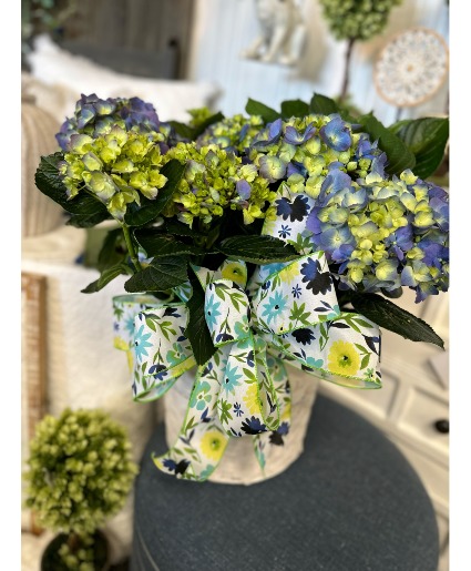 Hydrangea Plant Plant