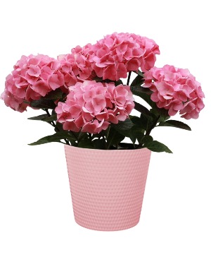 Hydrangea Plant Plant