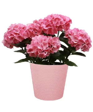 Hydrangea Plant Plant