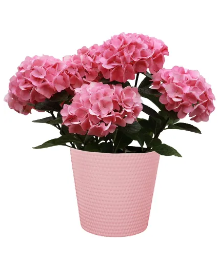 Hydrangea Plant Plant