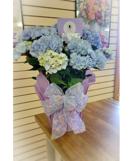 Hydrangea Plant Plant