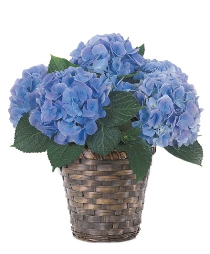 Hydrangea Plant Spring Plant