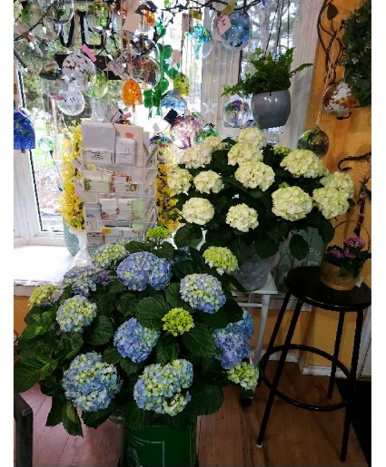 Hydrangea Plants 