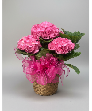 Hydrangea Plants (Pink) 