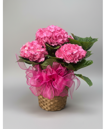 Hydrangea Plants (Pink)  in Monroe, NC | MONROE FLORIST & GIFTS