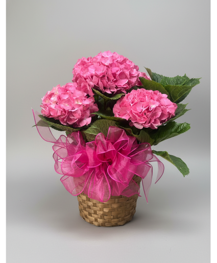 Hydrangea Plants (Pink) 
