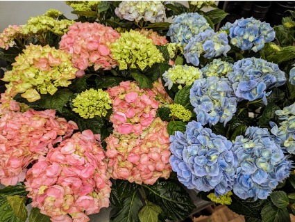 Hydrangeas Blooming Plants