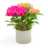 Hydrangea Potted Plant plants