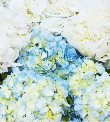 HYDRANGEAS SUMMER BEAUTIFUL BLOOMS SINGLE PLANTS AND DOUBLE PLANTS