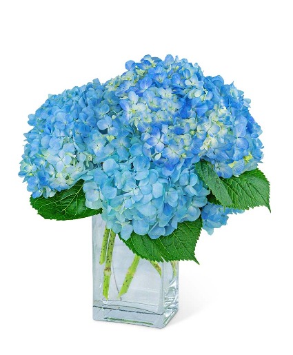 Hydrangeas In Blue Flower Arrangements