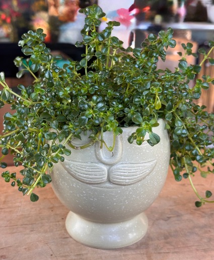 I Mustache You a Question Keepsake Green Plant