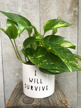 "I Will Survive" Pothos  Plant in Pot