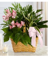 ,iced basket flowers &Plants 