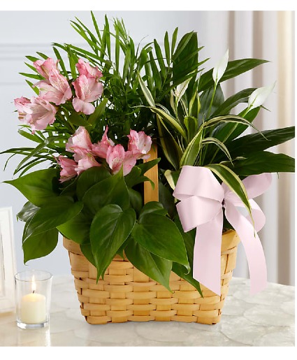 ,iced basket flowers &Plants 