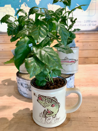 I'd Rather Be Fishing Assorted green plants in coffee mugs