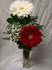2  Gerbera Daisies in a vase...(E).. with   baby's breath! (could be red, pink, or white)for pick up or delivery 