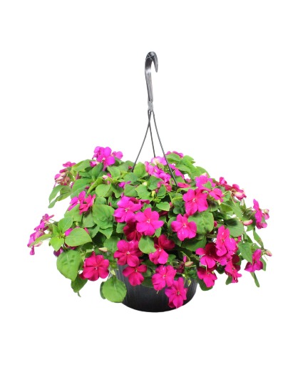 Impatiens Hanging Basket (Color May Vary) 