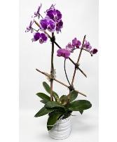 Imperial Orchid 
