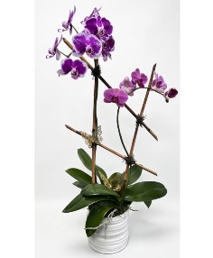 Imperial Orchid 