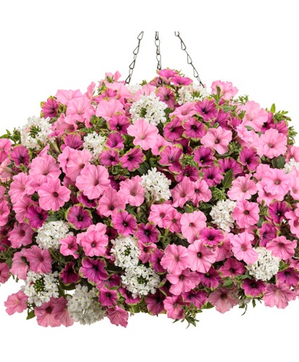 In Love Again- 12" Annual Hanging Basket  In Love Again 12" Hanging Basket- Color Scheme: Pink 
