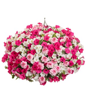 In Our Element In Our Element 12" Hanging Basket- Color Scheme: Pink 