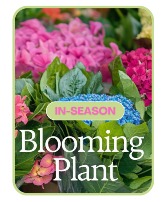 In-Season Blooming Plant Blooming Plant