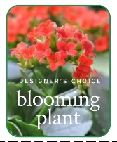 In-Season Blooming Plant Flower Arrangement