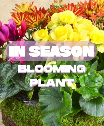 In Season Blooming Plant Plant in Richland, MS | Red Wagon Blooms