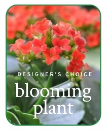 In-Season Blooming Plant Plants