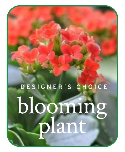 In-Season Blooming Plant Plants
