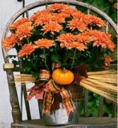 InBloom Chrysanthemums 
