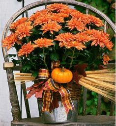 InBloom Chrysanthemums 