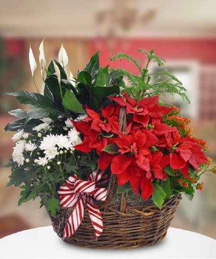 Indoor Container Garden.  