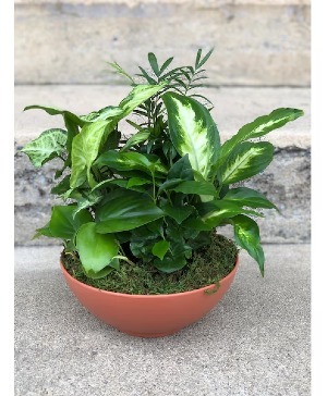 Indoor Garden - 00378 
