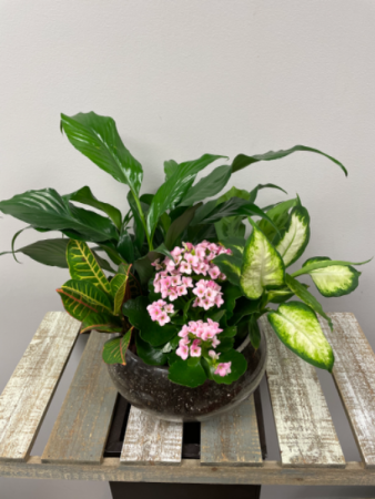 Indoor Garden  