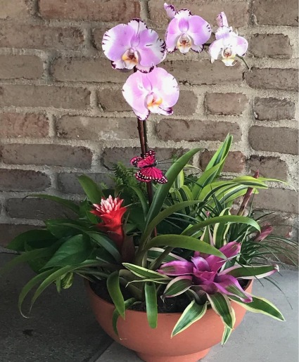 Tropical Indoor Garden with orchid plant 