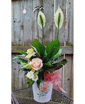 Indoor peace lily with silk flowers & a bee in a M 