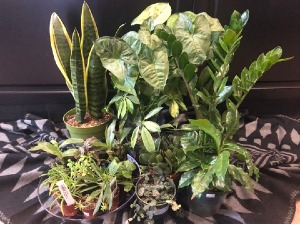 Indoor Plant Designers Choice