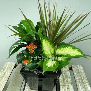 Indoor Planter 