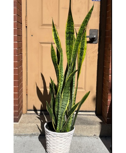Indoor Snake Plant Houseplant